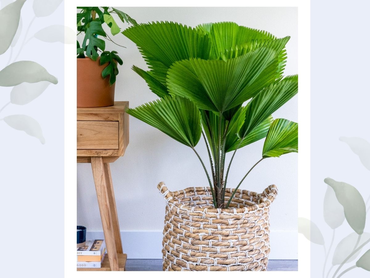 Identify banana leaf house plants by Pictures and tools
