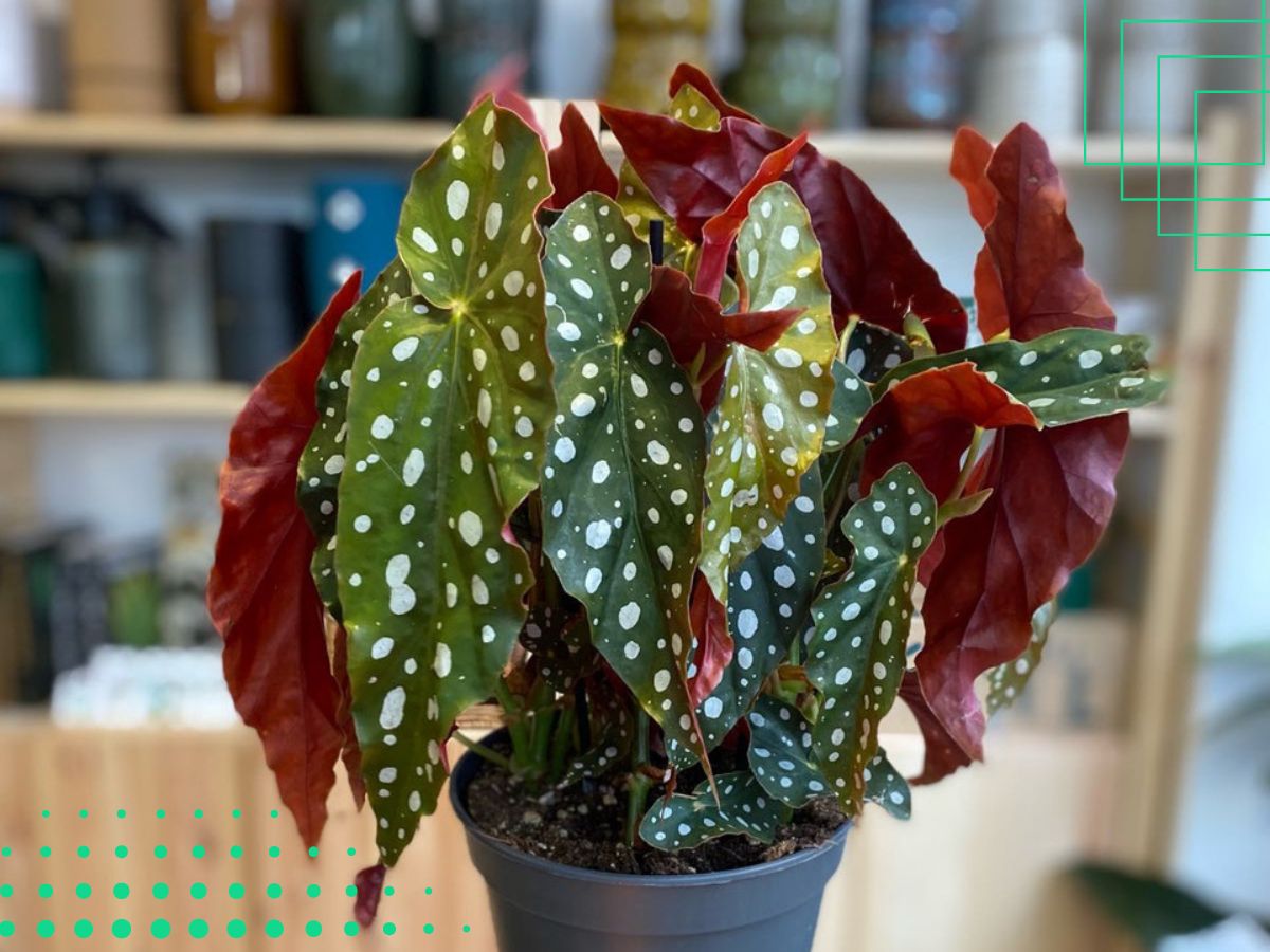Begonia Plant With Green Leaves And Red/Purple Underneath