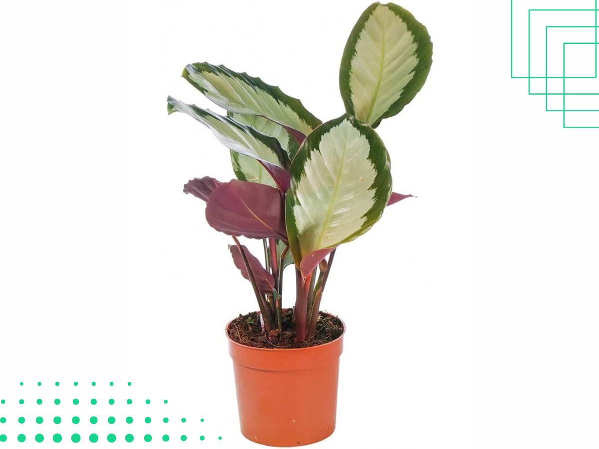 Calathea House Plant That Has Red/Purple Underneath Its Leaves