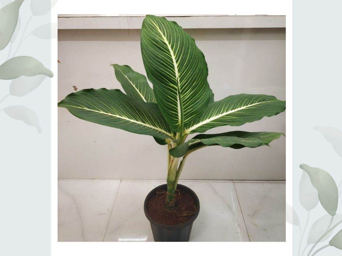 Identify banana leaf house plants by Pictures and tools
