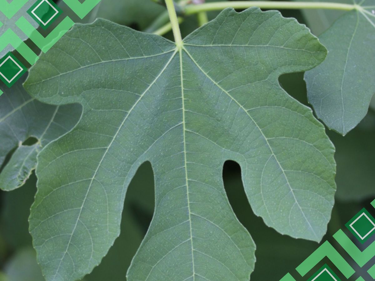Ficus Tree Varieties Identification By Leaf’s Images