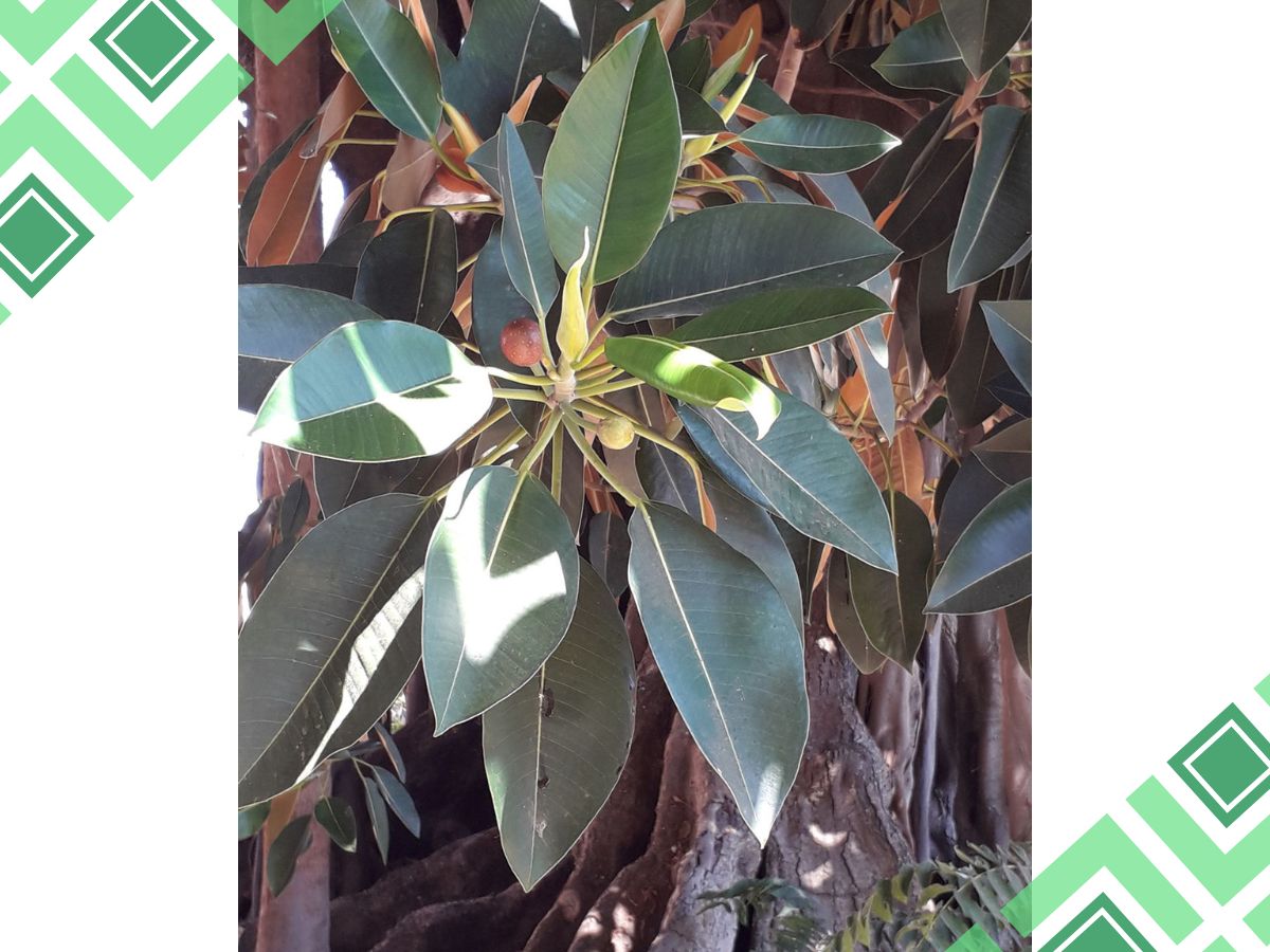 Ficus Tree Varieties Identification By Leaf’s Images