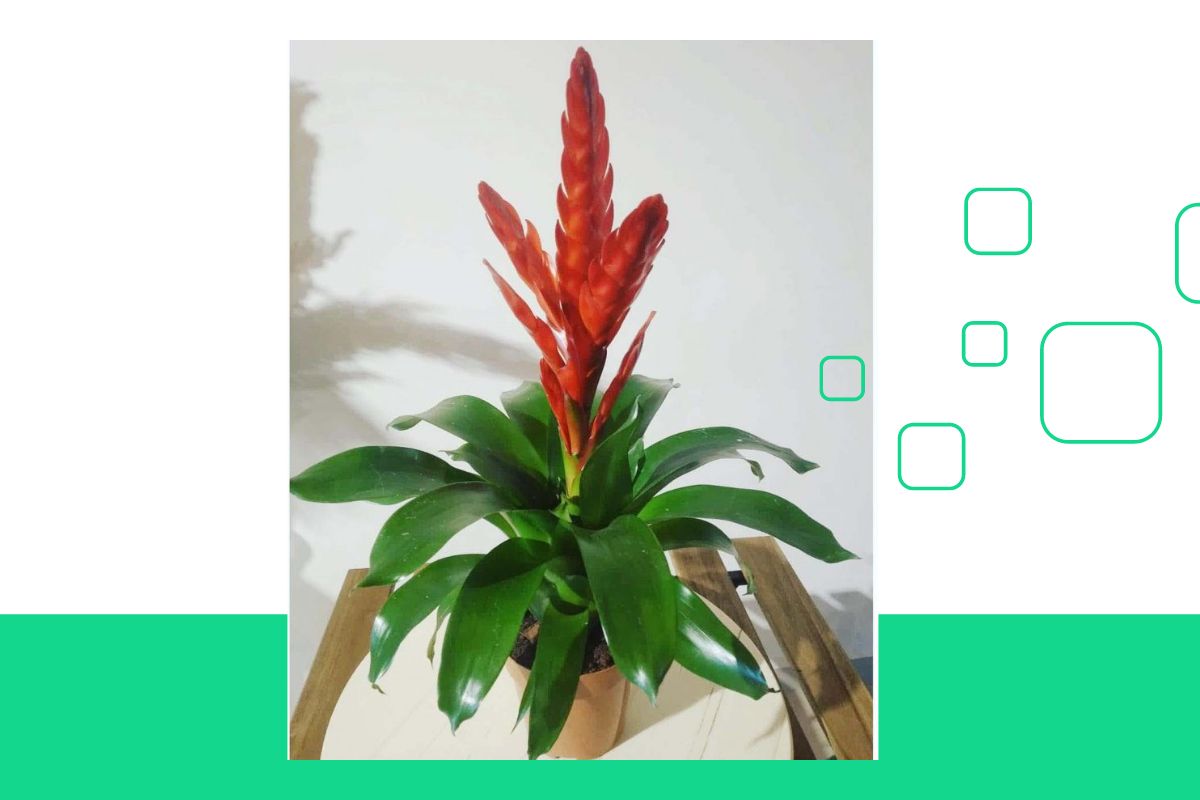 Tropical plant with red flower