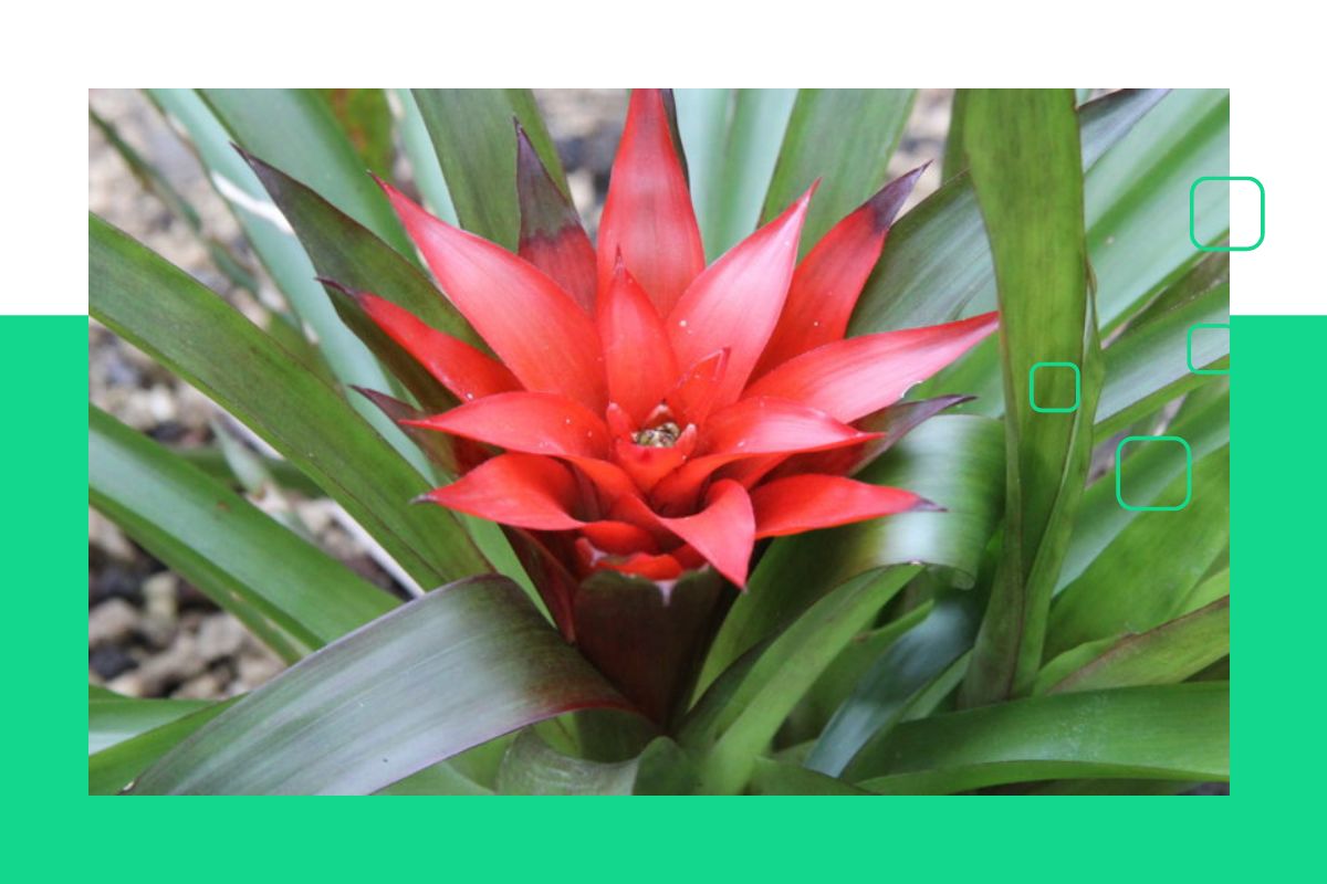 Tropical plant with red flower