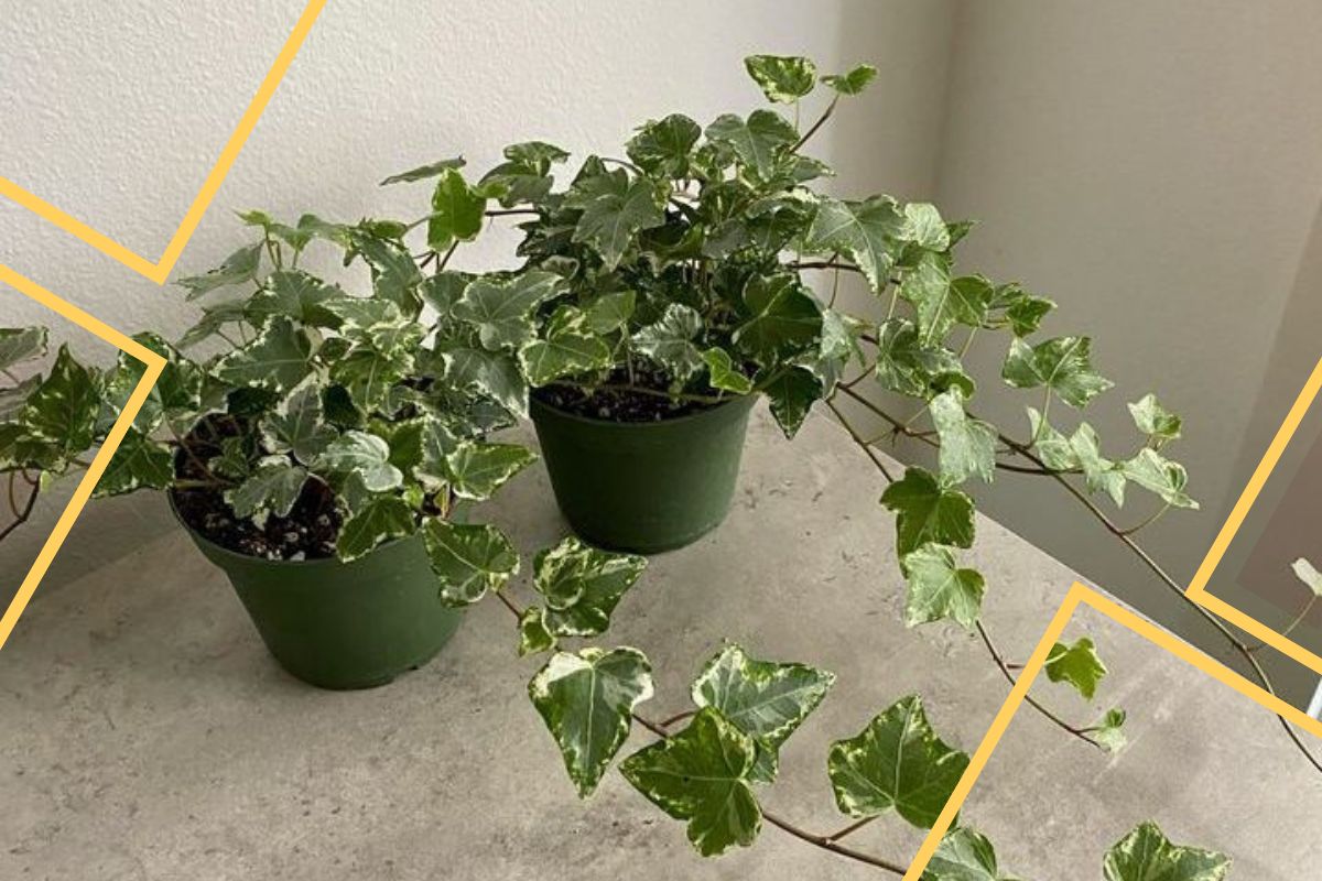 how to identify ivy types? 