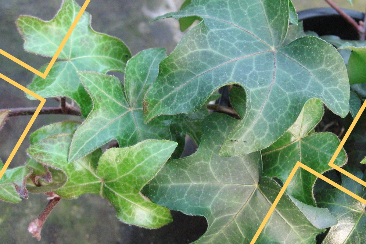 how to identify ivy types?