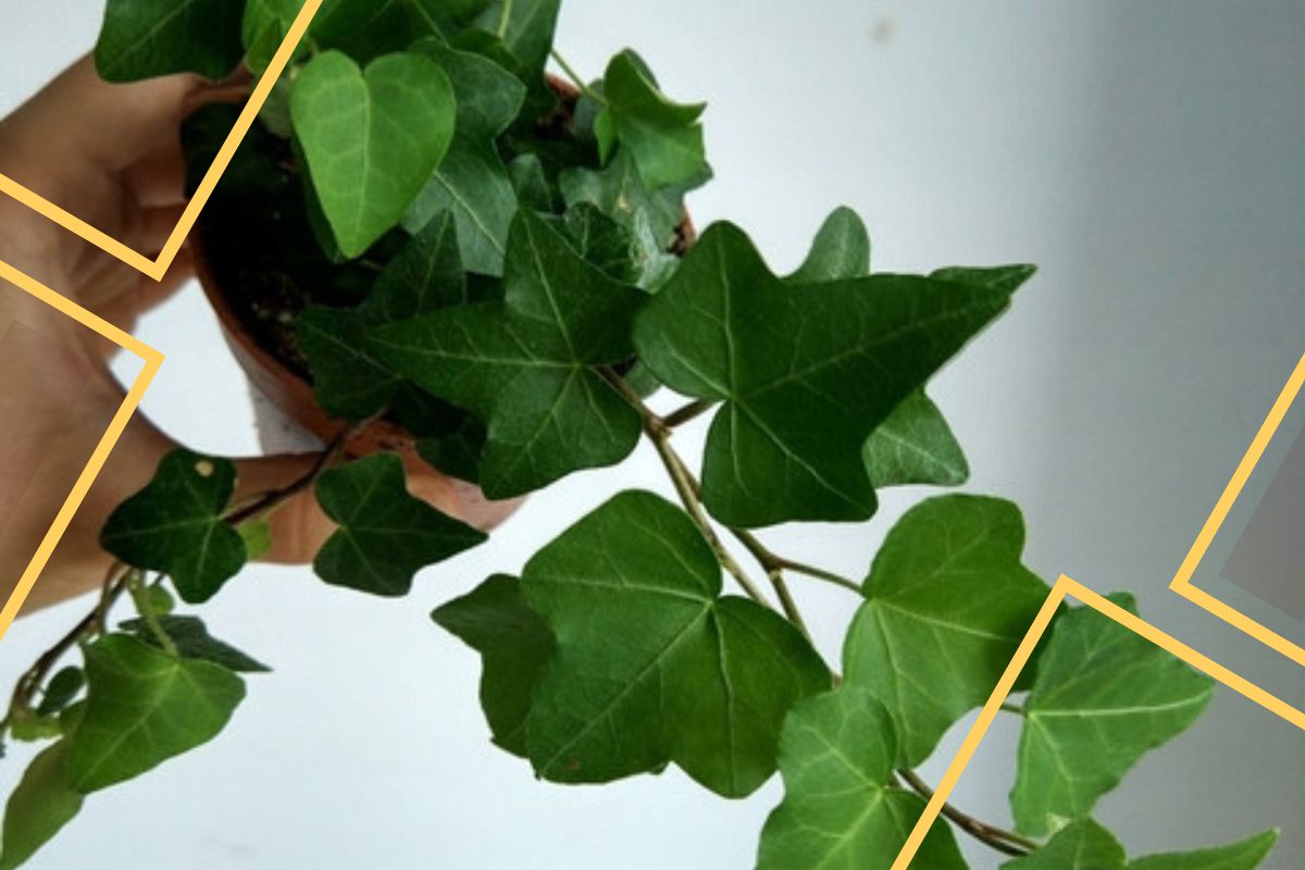 how to identify ivy types?