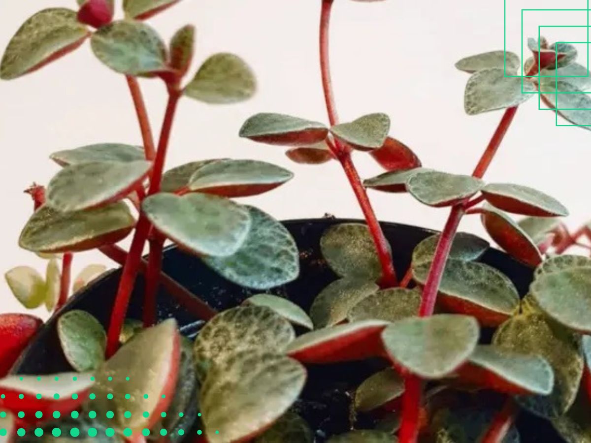  Peperomia Plant With Leaves That Are Green On Top And Red/Purple Underneath 
