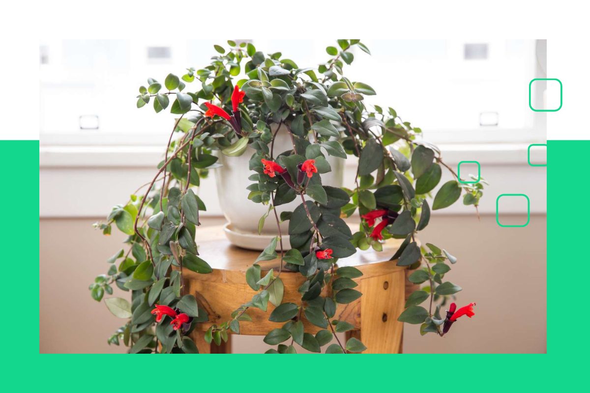 Indoor hanging plant with red flowers house plant