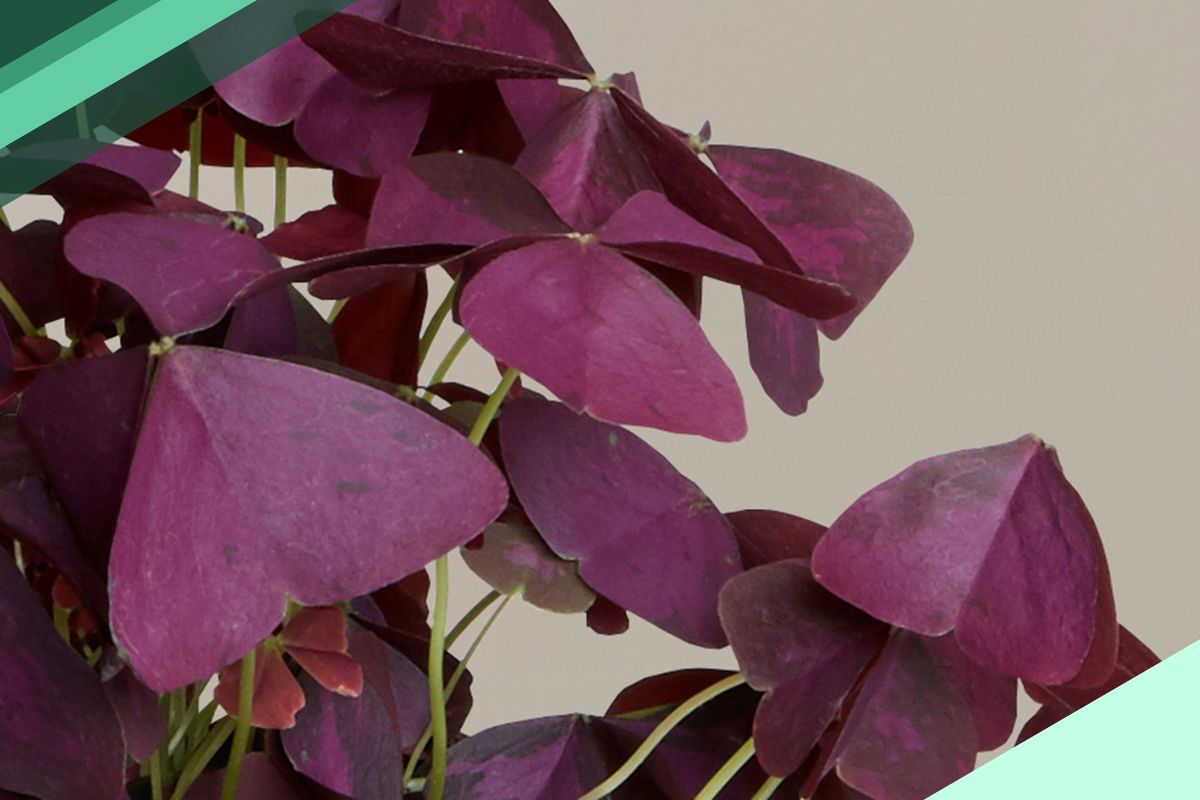 Other Burgundy Leaf (Reddish Purple) Indoor Plant