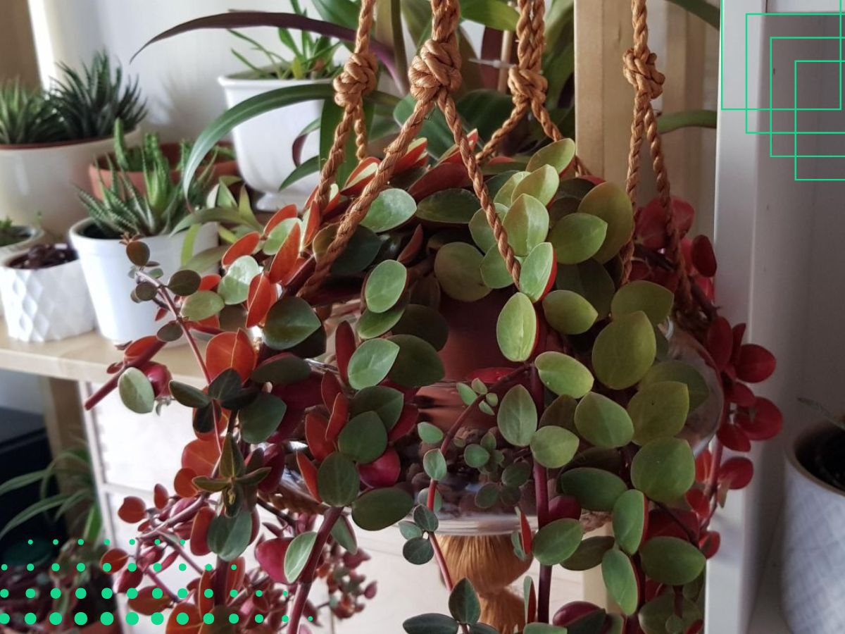  Peperomia Plant With Leaves That Are Green On Top And Red/Purple Underneath