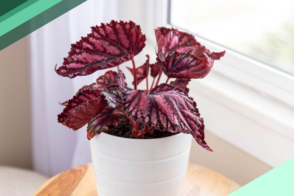 Other Burgundy Leaf (Reddish Purple) Indoor Plant