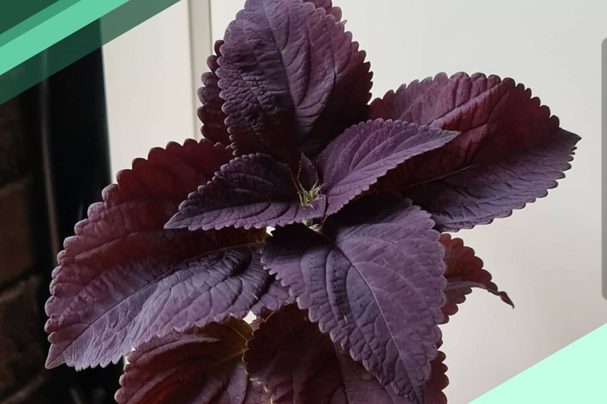  Coleus Reddish Purple Leaf Plants
