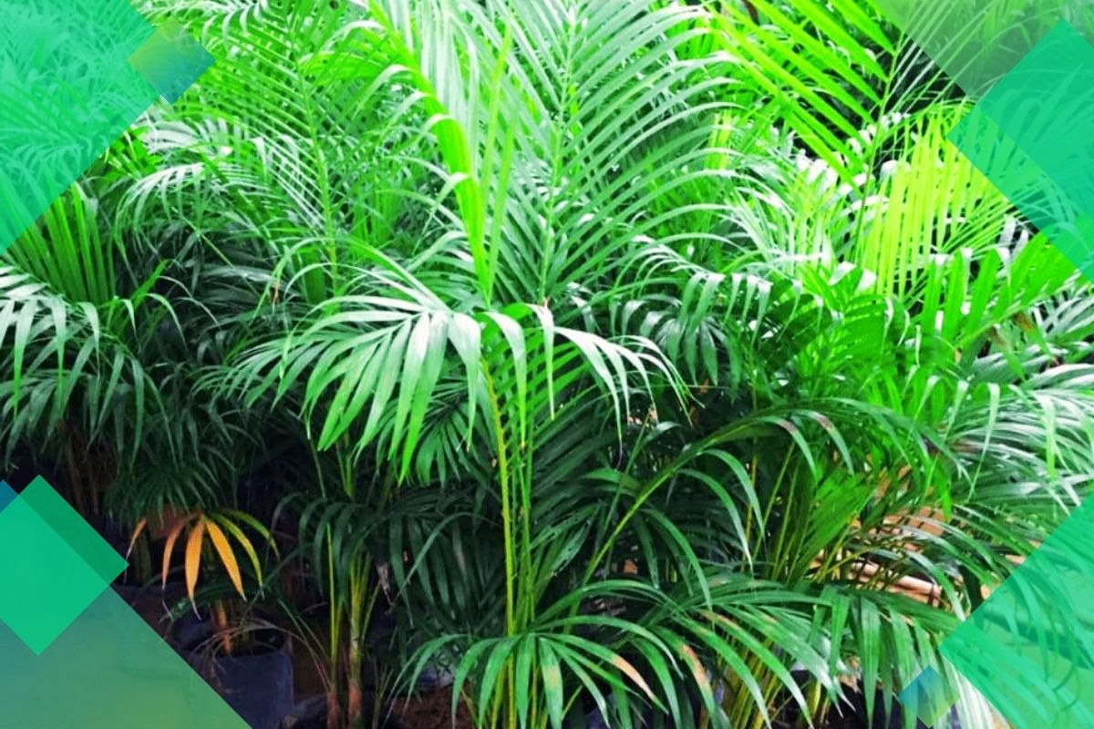 Pictures And Names Of Tropical House Plants Beginning With A