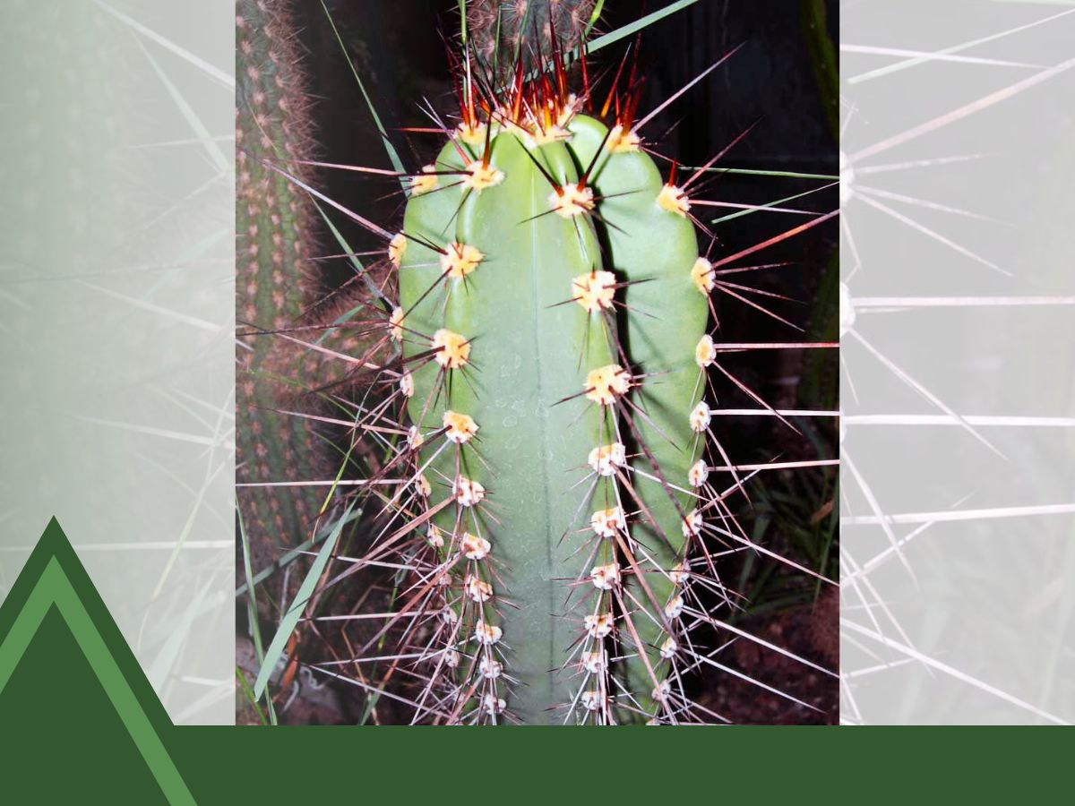 Columnar Cactus Identification