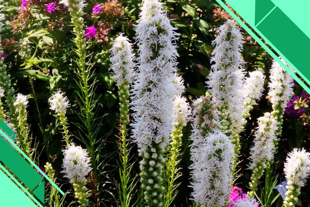 herbal or shrub fluffy white flowers