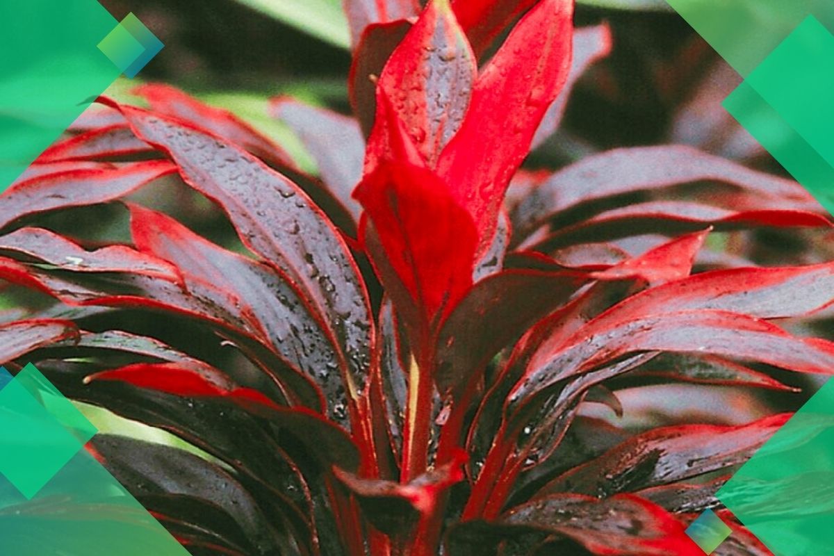 Pictures And Names Of Tropical House Plants Starting With C
