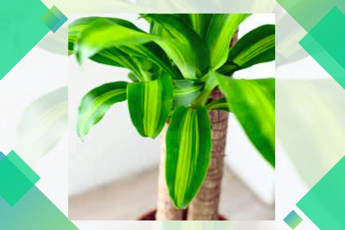 Pictures And Names Of Tropical House Plants Starting With C