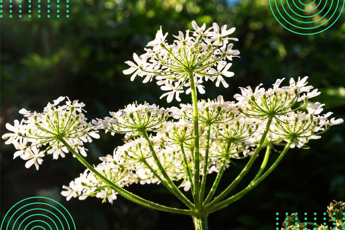 identify tall plants with tiny white flower by pictures