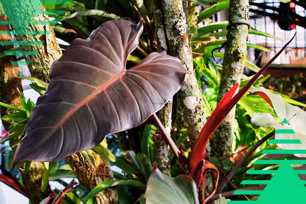 Black philodendron varieties