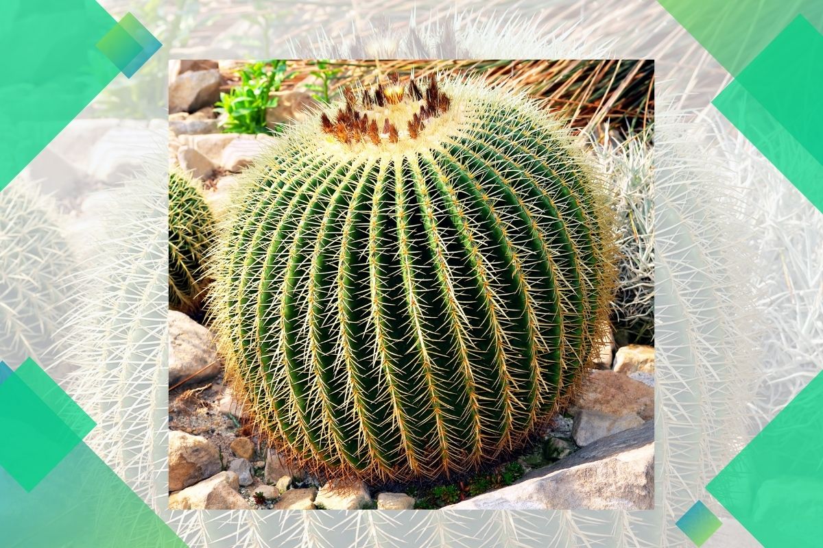 Pictures and names of Succulents and Cacti starting with G