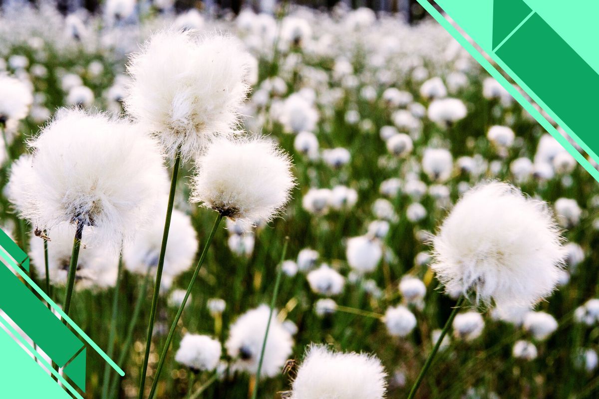 White Fluffy Flowers That Look Like Cotton
