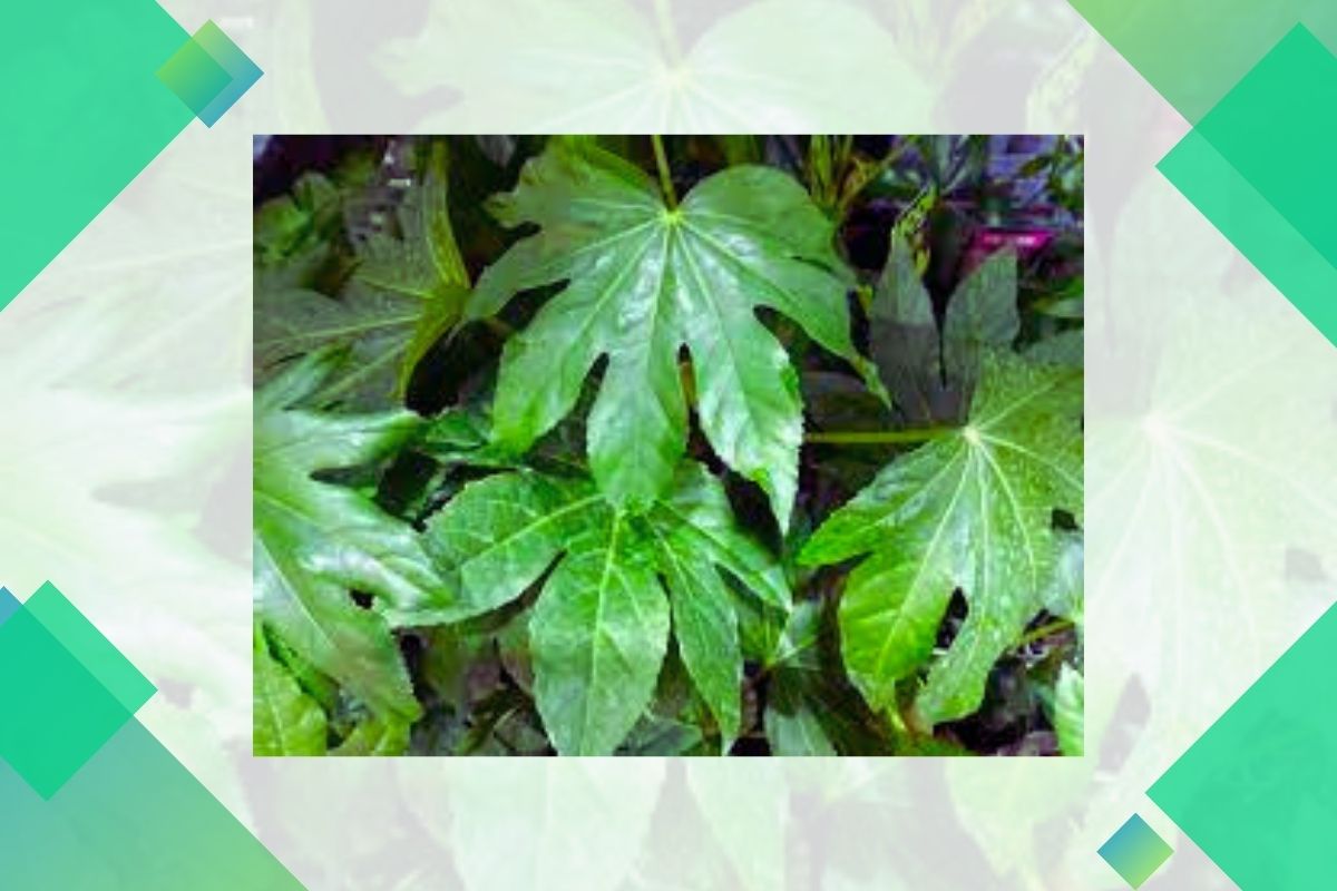 Pictures And Names Of Tropical House Plants Starting With J
