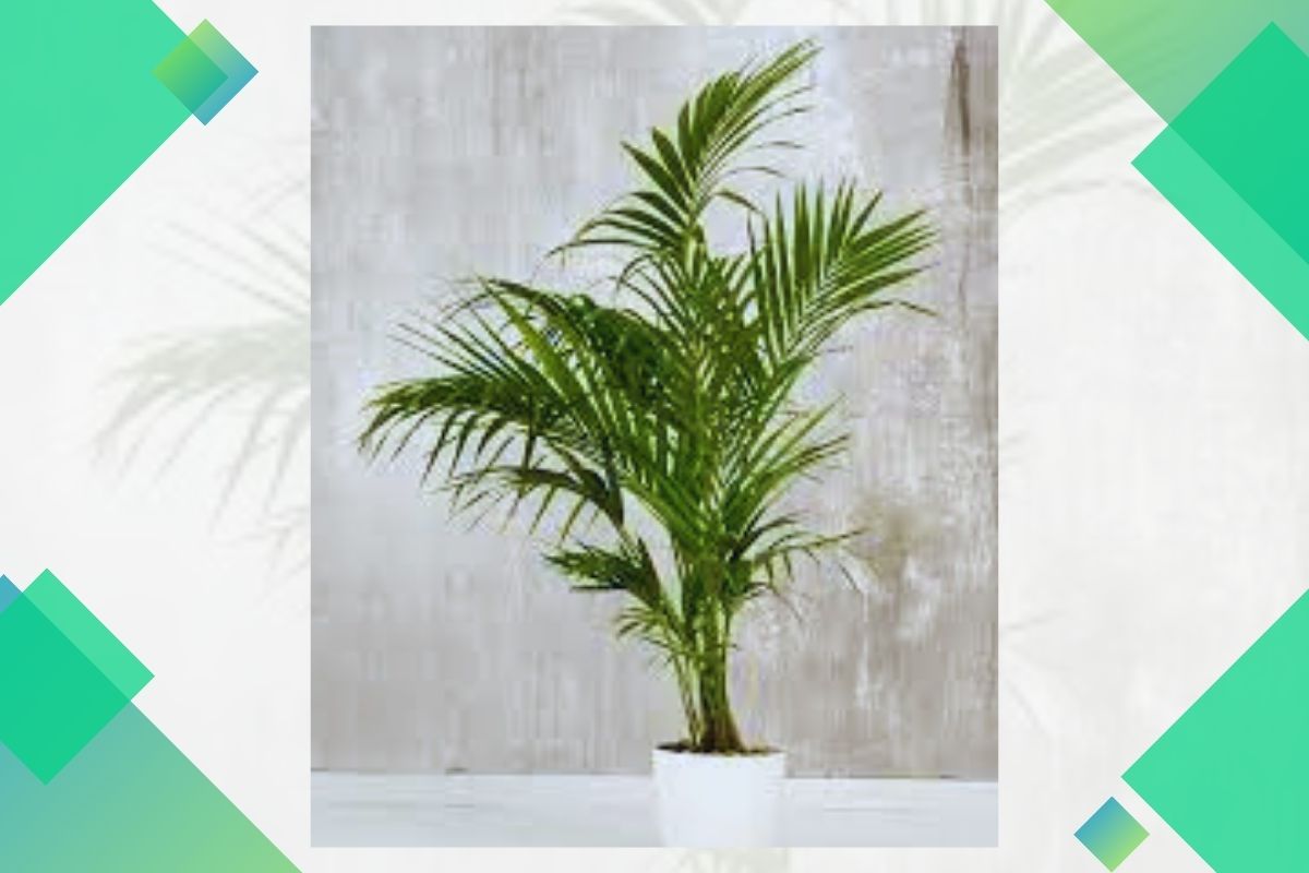 Pictures And Names Of Tropical House Plants Beginning With K