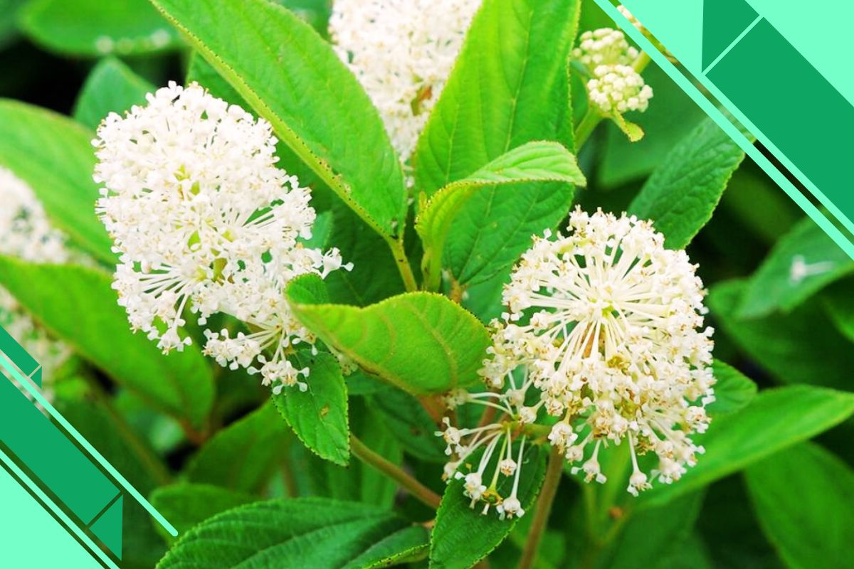 herbal or shrub fluffy white flowers
