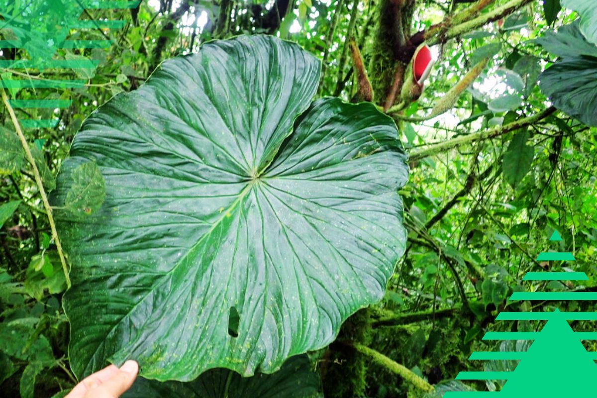 Large Philodendron Varieties