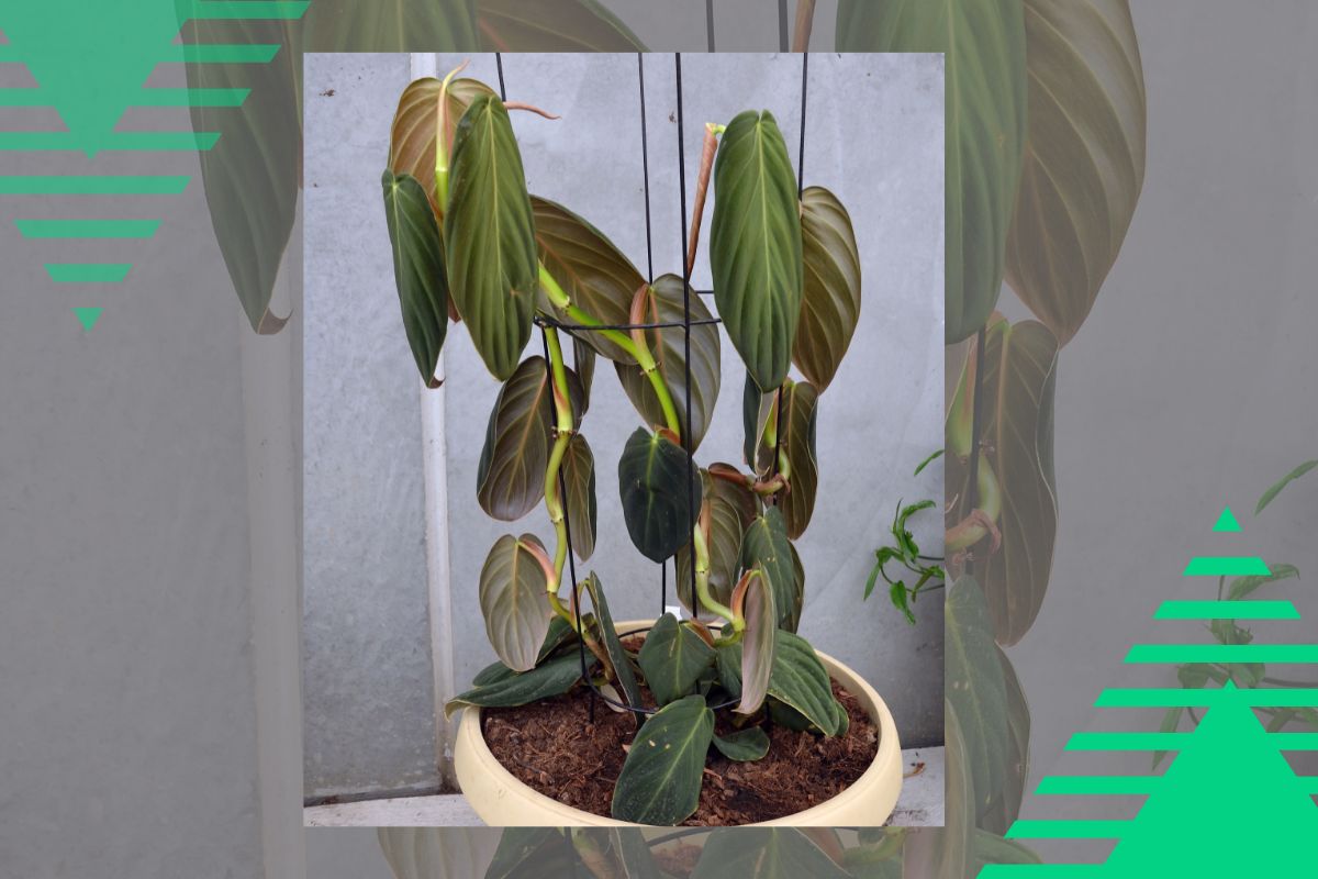 Large Philodendron Varieties