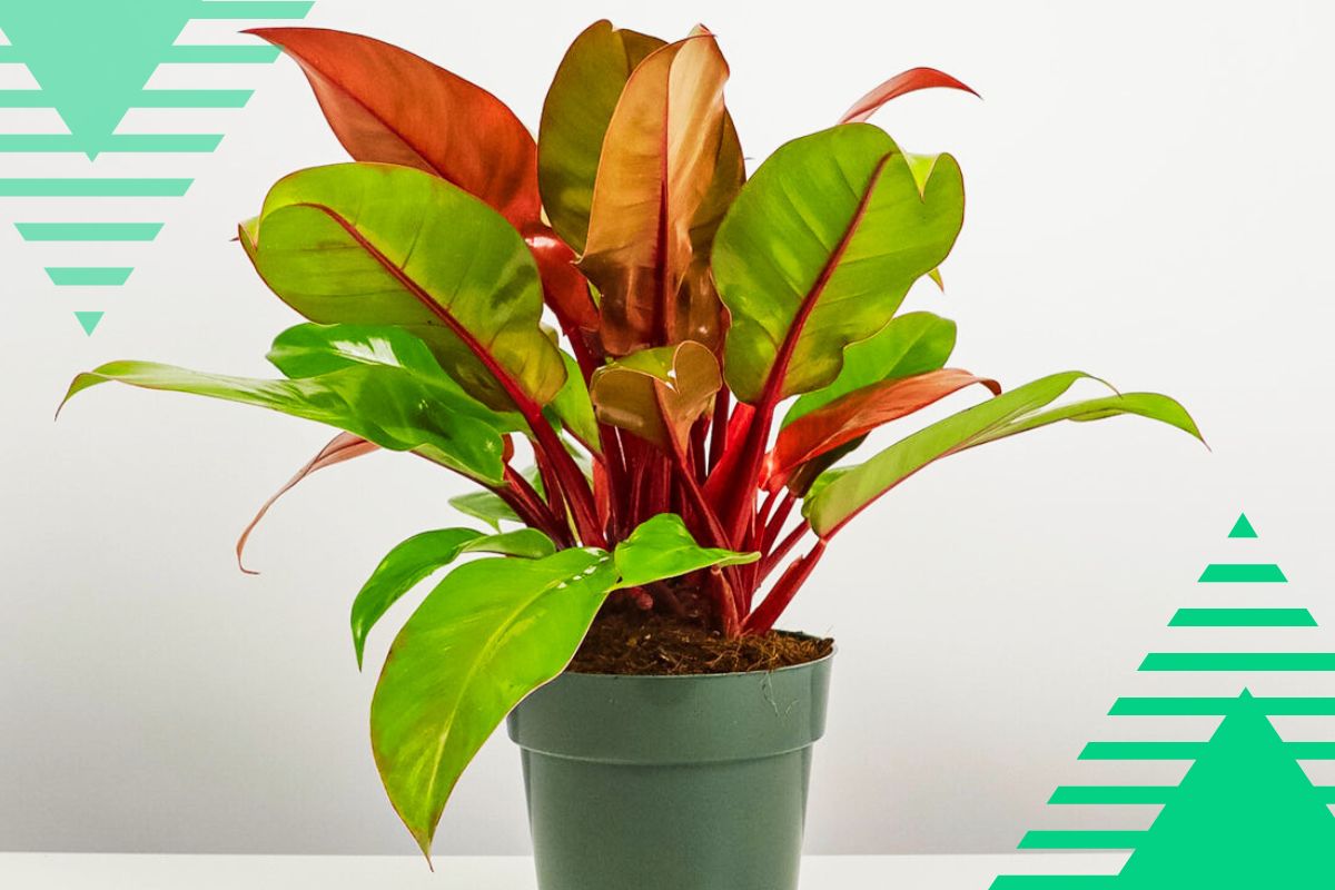 Philodendron types red