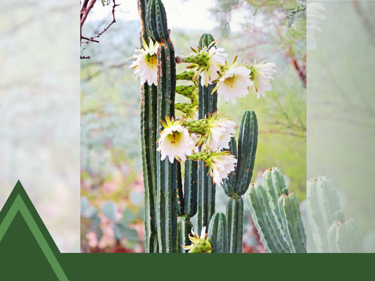 Columnar Cactus Identification
