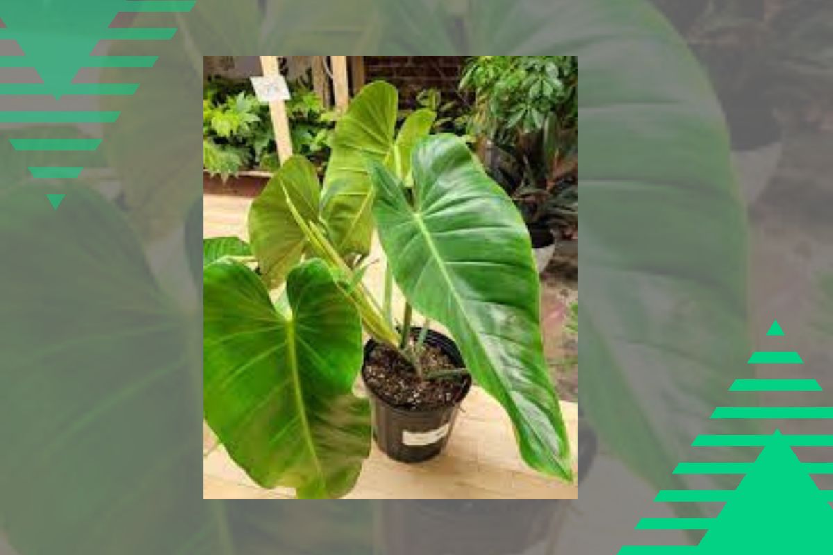 Upright Philodendron Types
