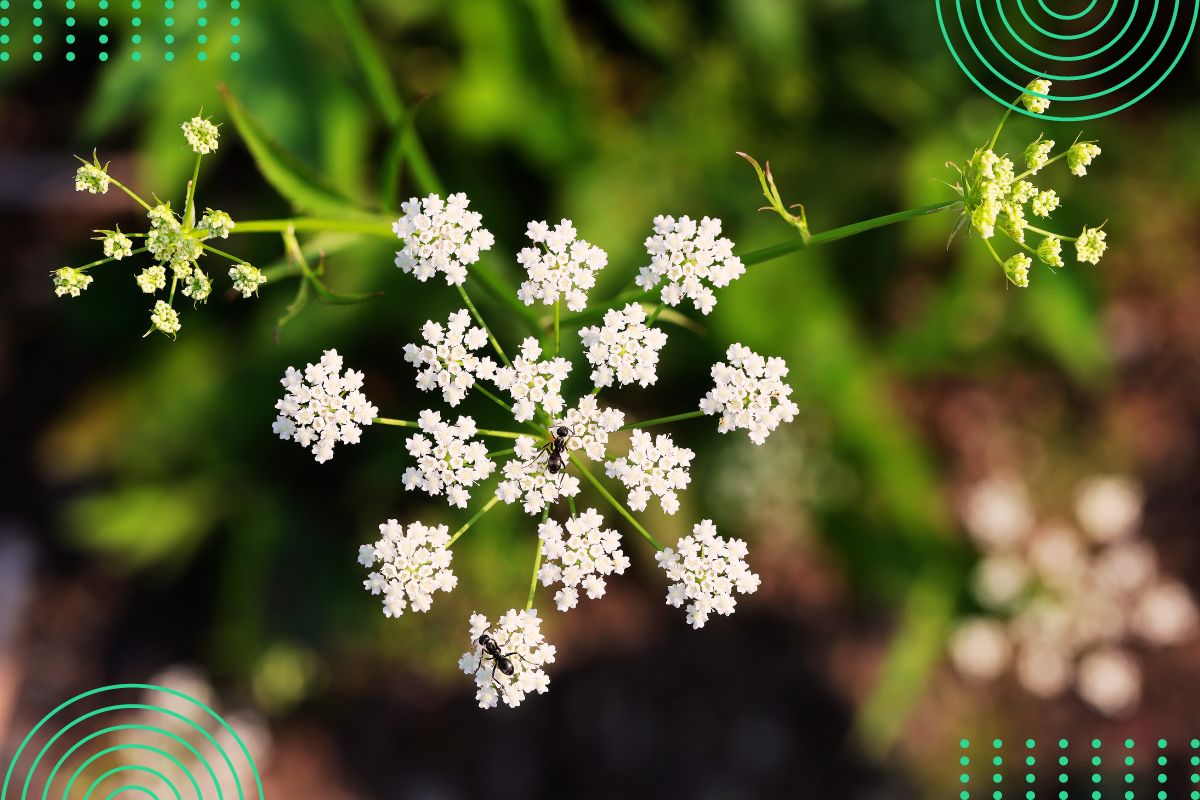 identify tall plants with tiny white flower by pictures
