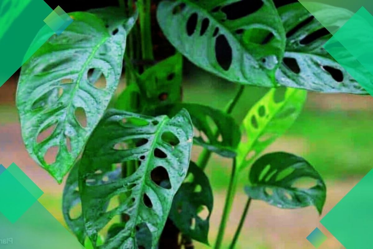 Pictures And Names Of Tropical House Plants Beginning With S