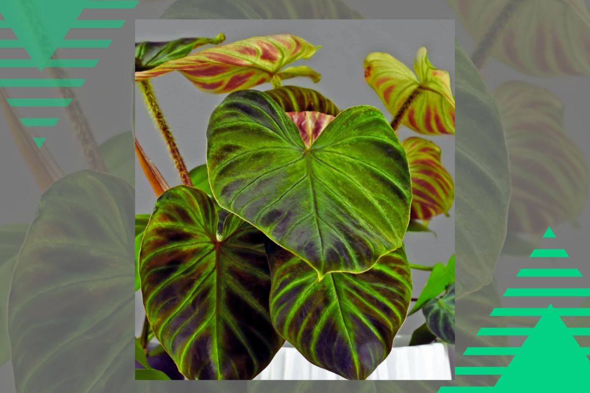 Philodendron types red