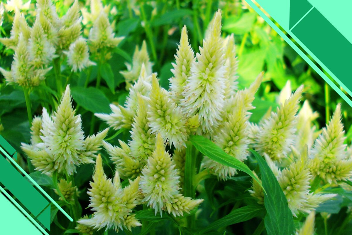 Scientific Name: Celosia spicata