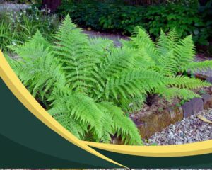 Lady ferns: Ornamental Outdoor Potted Plants That Don't Need Sunlight