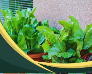 Chard (Swiss chard): A Potted Vegetable That Don’t Need Sunlight