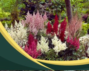 False Goat's Beard: Colorful Flowering Outdoor Potted Plants That Don't Need Sunlight