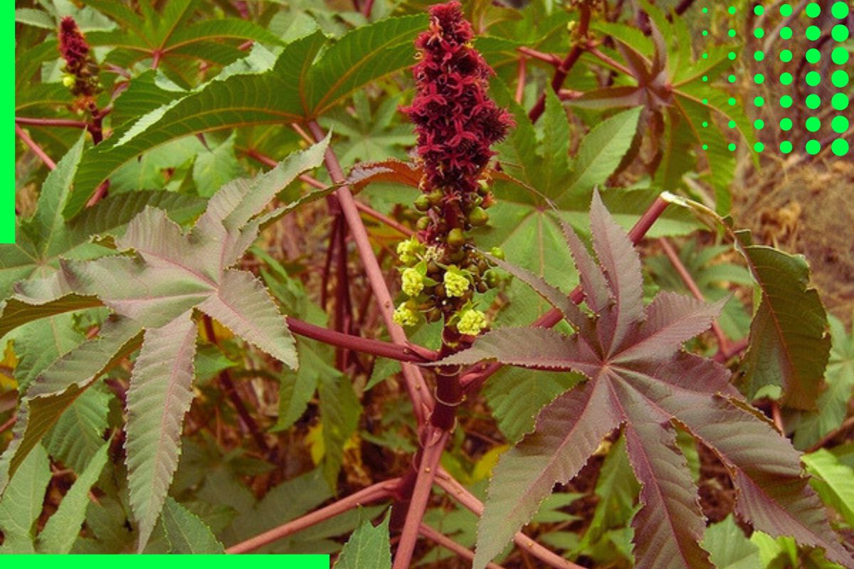 Weed with red stem and flowers