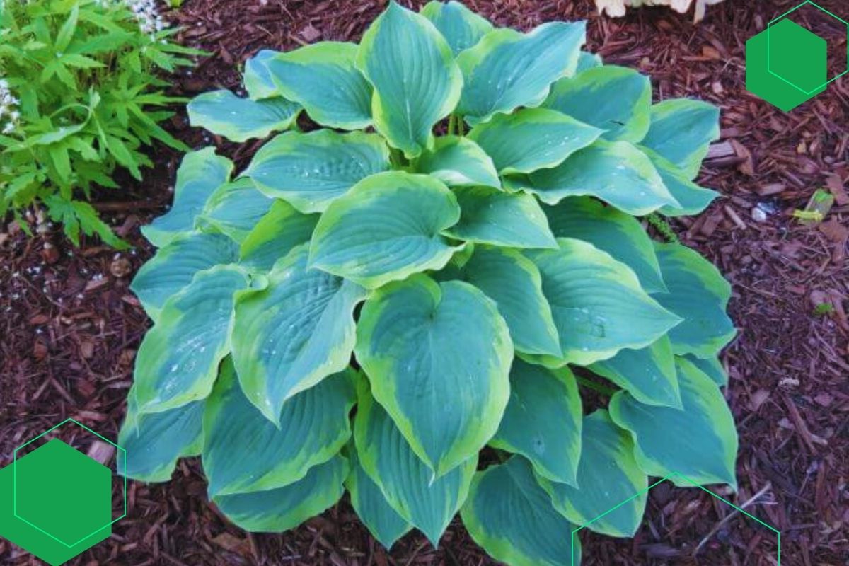 Hosta: Broadleaf Green And Yellow Indoor And Outdoor Plants.