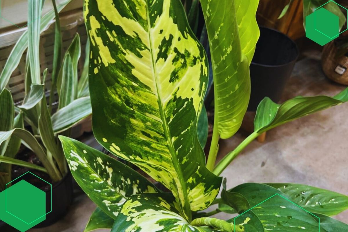 Dumb Cane: Indoor Plant With Broad Green And Yellow Leaves