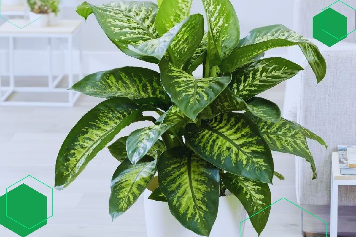 Dumb Cane: Indoor Plant With Broad Green And Yellow Leaves