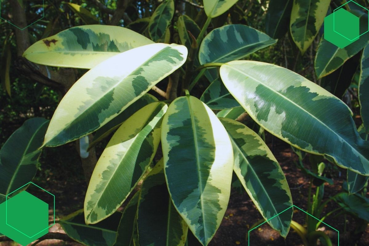 Ficus: Indoor And Outdoor Plants With GreenAnd Yellow Leaves