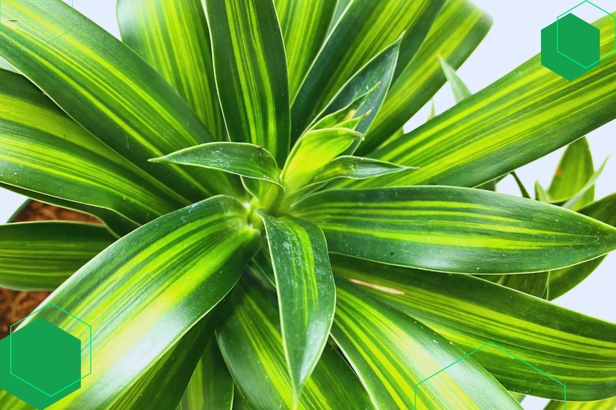Dracaena: Houseplant With Long Green And Yellow Leaves