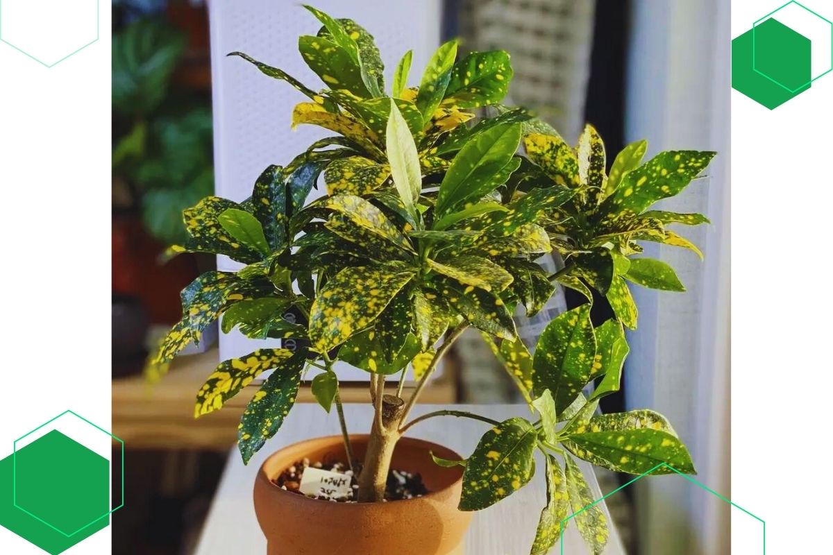 Croton: Indoor and outdoor plants with green and yellow leaves