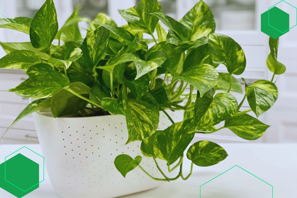 Pothos: An Easy-Growing Indoor Vine Plant With Green And Yellow Leaves