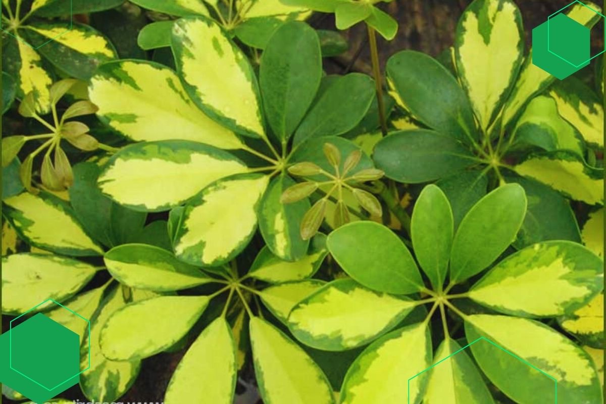 Umbrella Plant (Schefflera/Heptapleurum): House Plant With Green And Yellow Leaves
